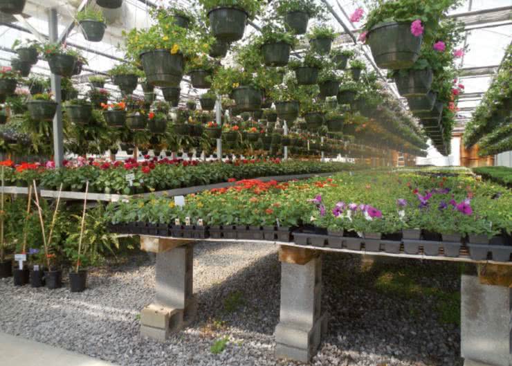 Diody LED firmy Seoul Semiconductor do aplikacji Horticulture